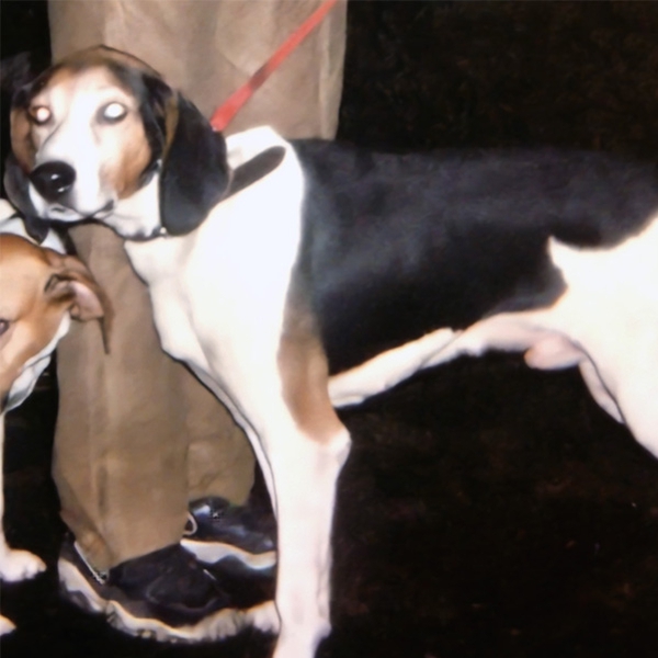 Coonhounds