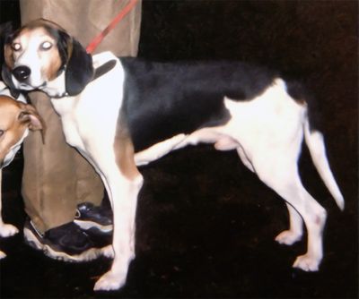 coonhound1.jpg