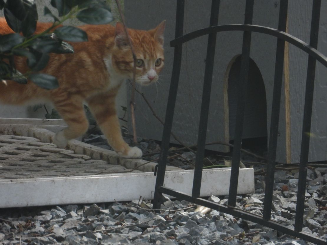 Lena Checking Out the Feralvilla Outdoor Cat Shelter