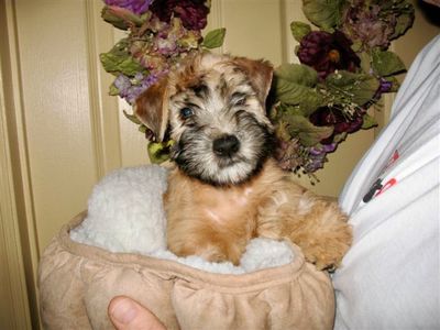 wheaten1.jpg