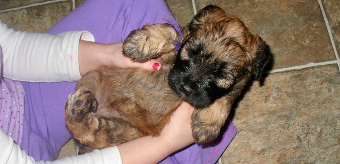 Wheaten Terrier